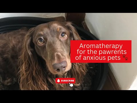 Aromatherapy for the pawrents of anxious pets. [Video]