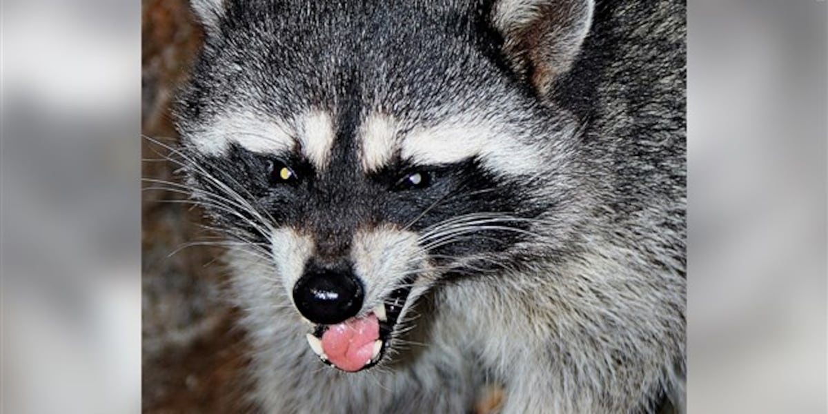 Exposure to rabid raccoons rising, Henderson Co. Public Health says [Video]