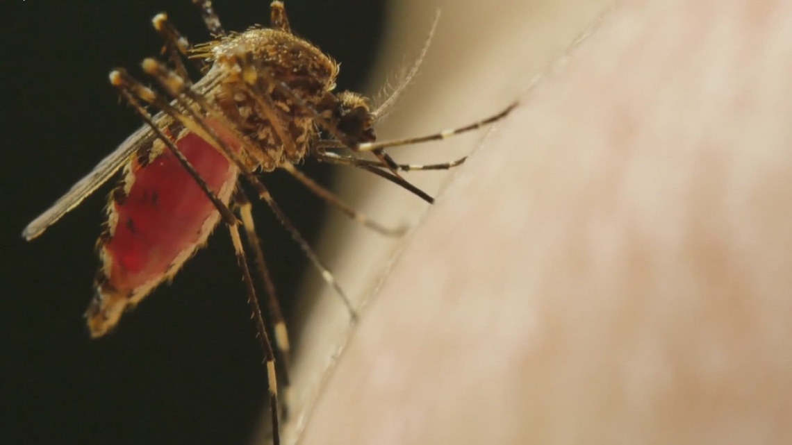 How to avoid mosquitoes around your home [Video]