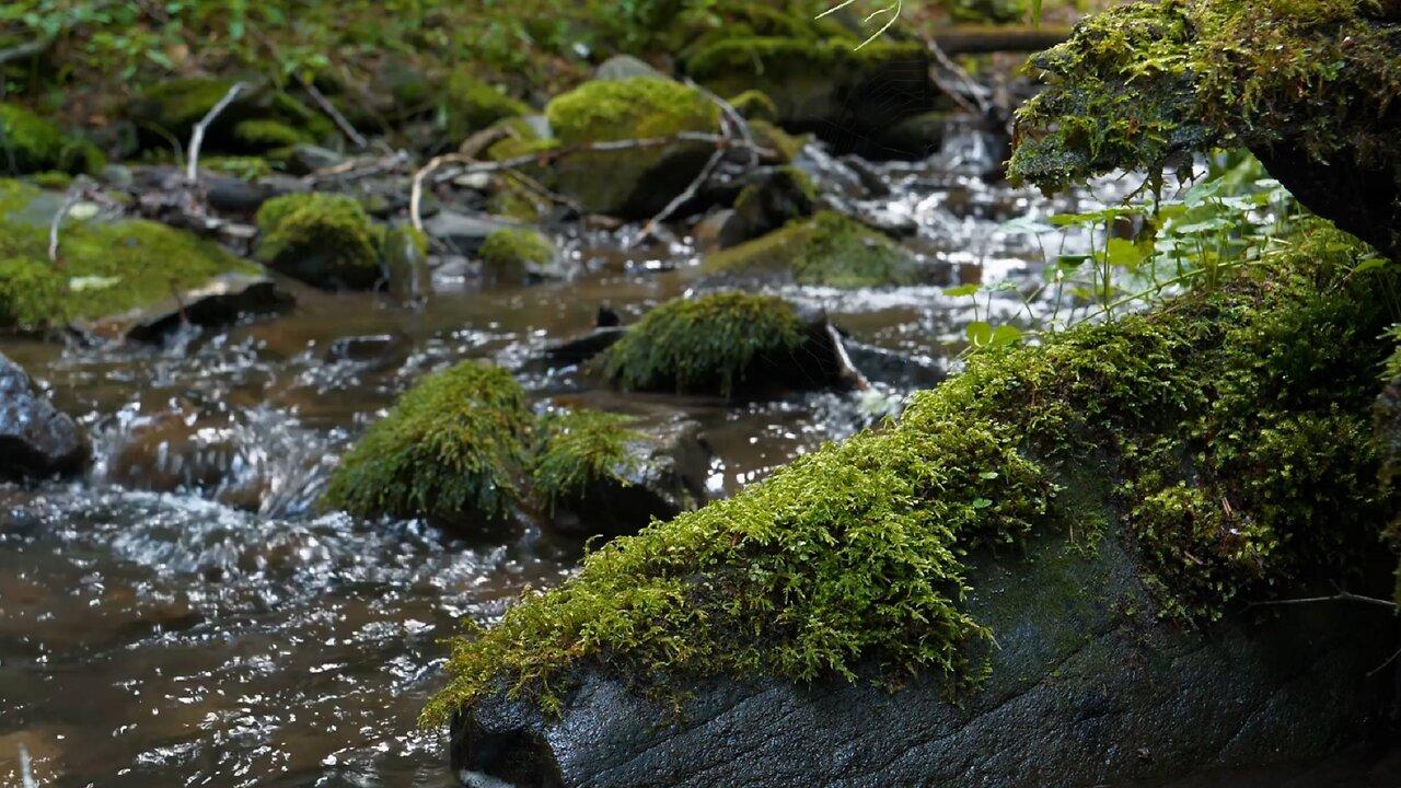 Calming Forest Stream for Sleeping and [Video]