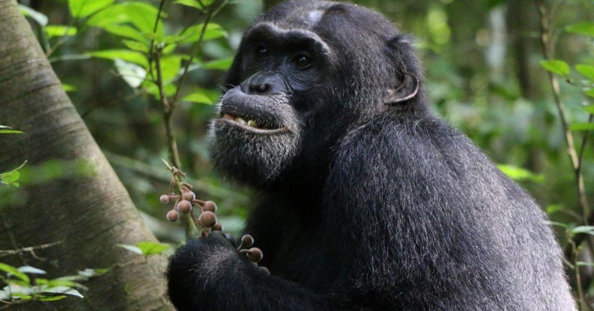 Chimpanzees seek out medicinal plants to treat injuries and illnesses, study finds [Video]