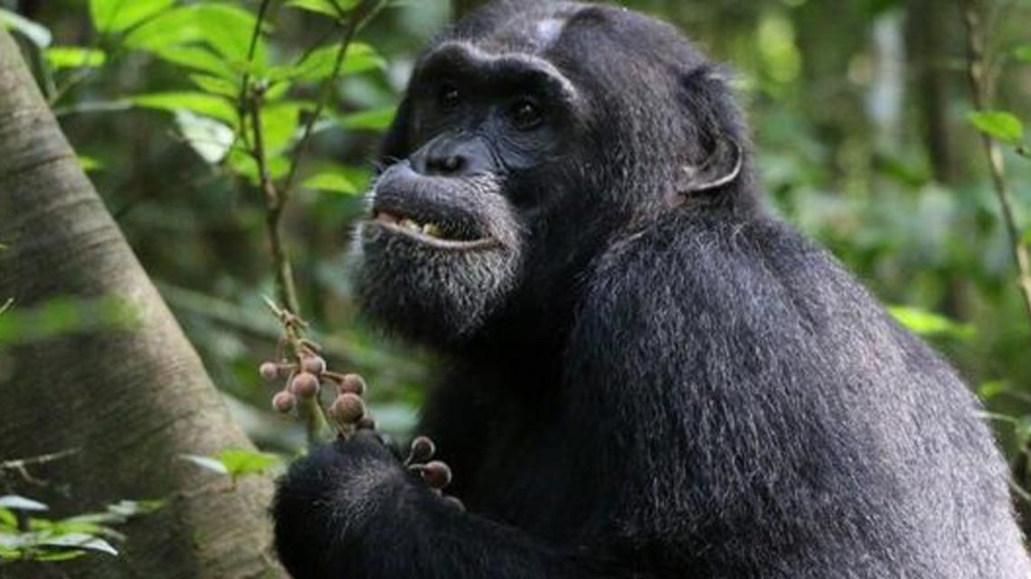 Study: Chimpanzees seek out medicinal plants to treat ailments [Video]