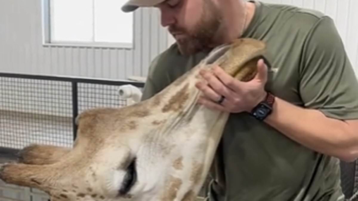 I’m an animal chiropractor who works with giraffes, tapirs and tigers – using my healing hands to rid them of aches and pains [Video]