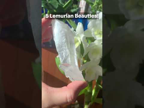 Lemurian Beauties [Video]