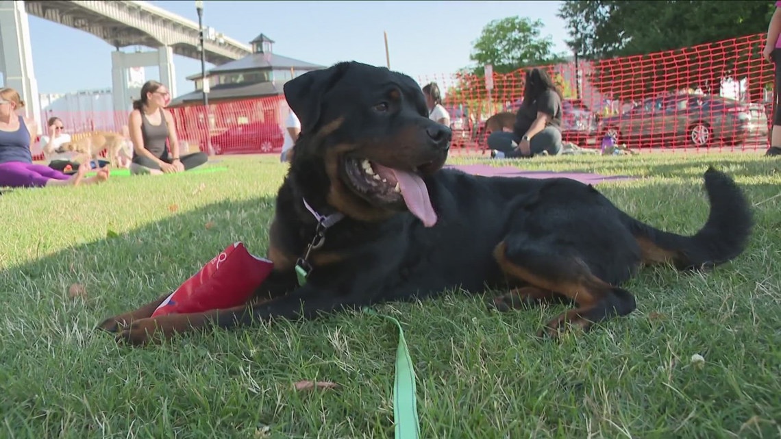 A puppy yoga class was held at Canalside to benefit dog rescues [Video]