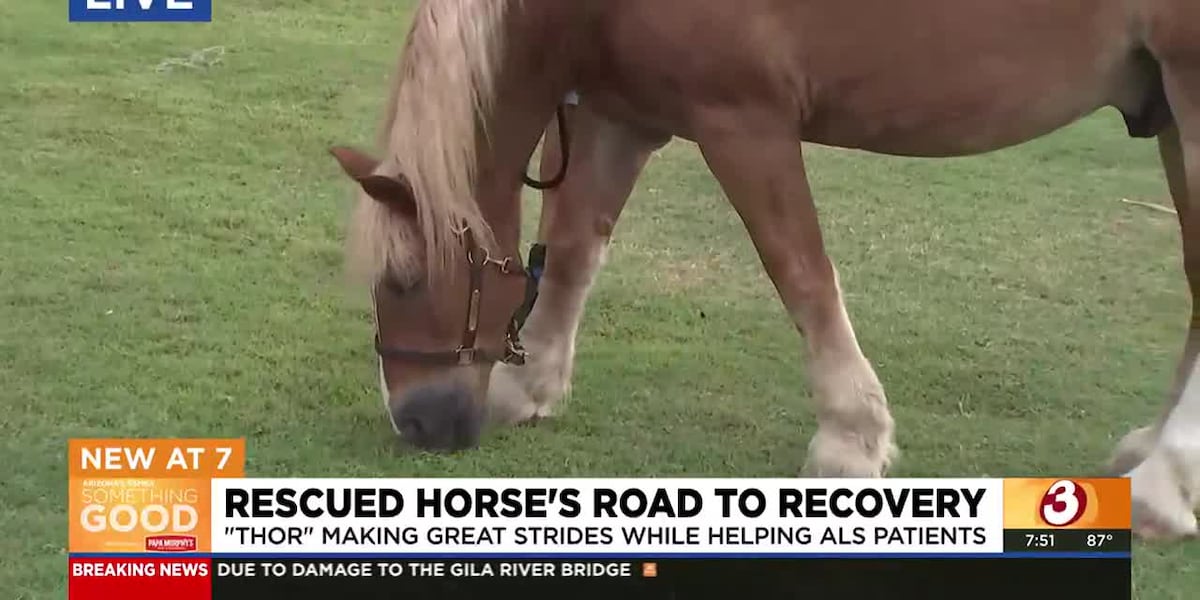 Therapy horse experiences a second chance at Hunkapi Farms [Video]