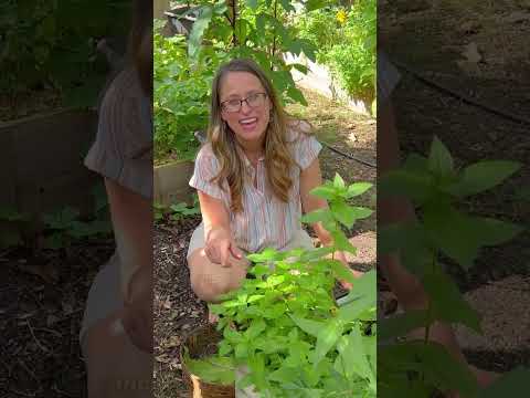 Harvesting Medicinal Herbs [Video]