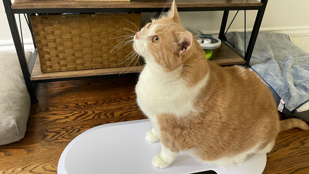 Axel the cat gains social media following on weight loss journey [Video]