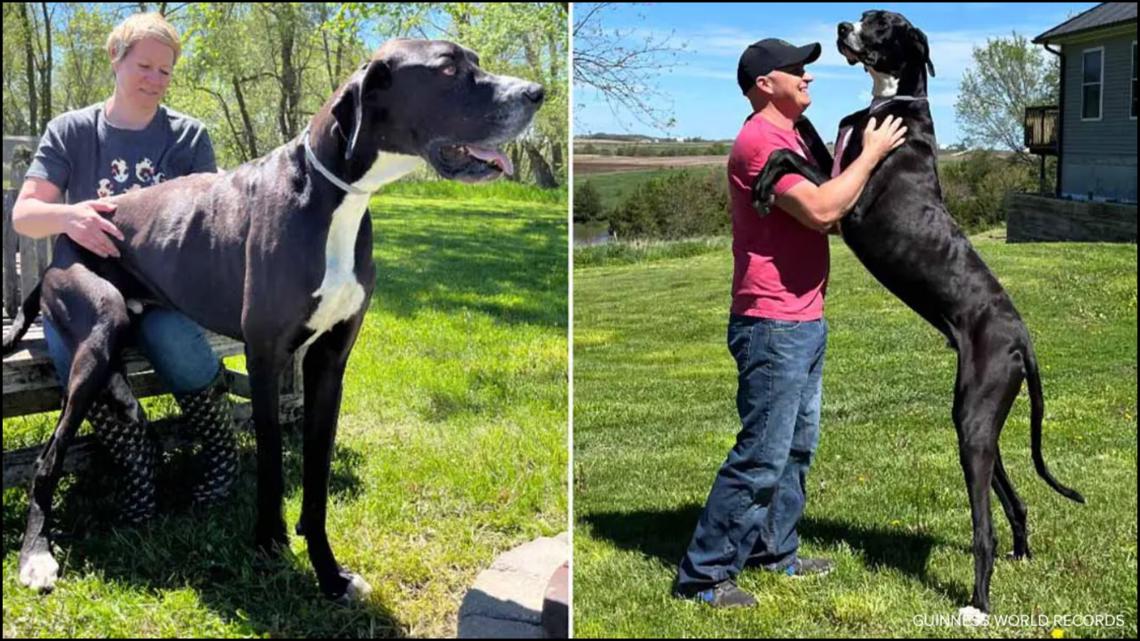 Kevin, Guinness World’s Records tallest dog, passes away [Video]
