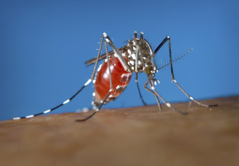 Dengue fever surging in all 50 states. These are symptoms you should watch for [Video]