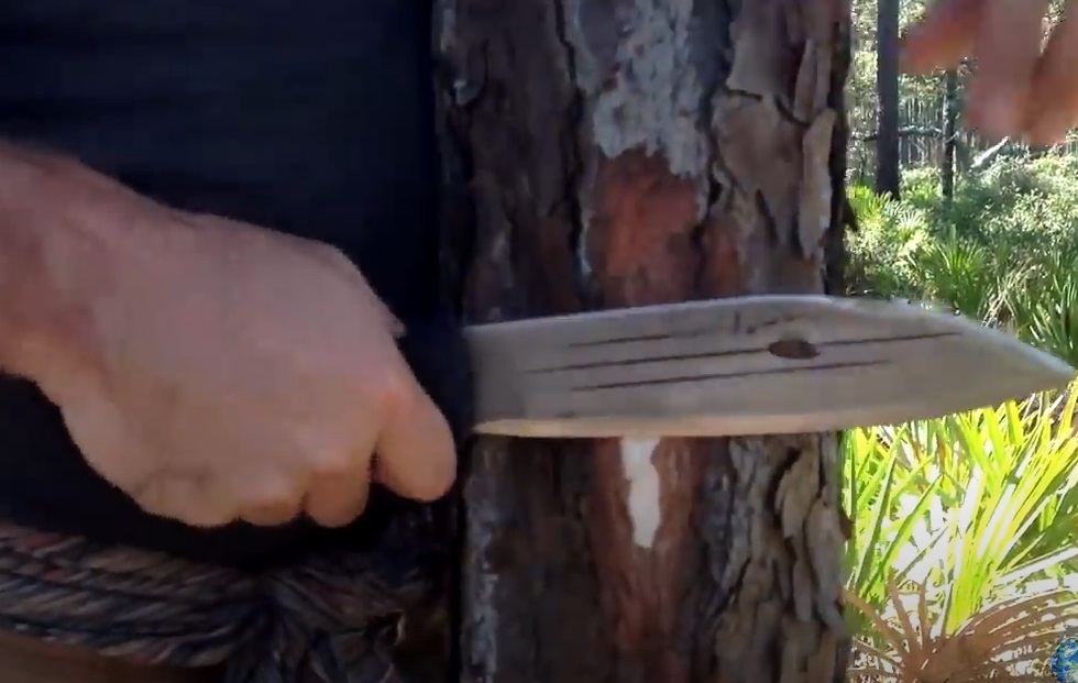 Harnessing the Power of Pine Trees for Survival Nutrition [Video]