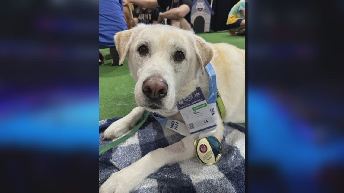 Therapy dog Izzo was USA Swimming’s furriest teammate [Video]