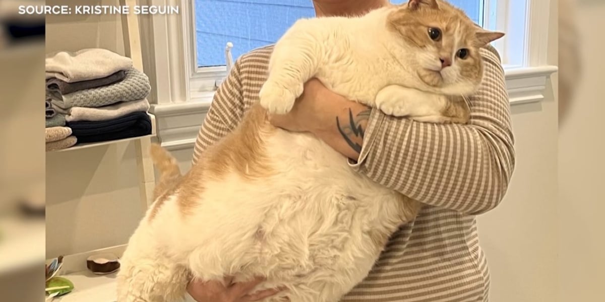 Cat who was 4 times average size steals hearts with weight loss journey [Video]