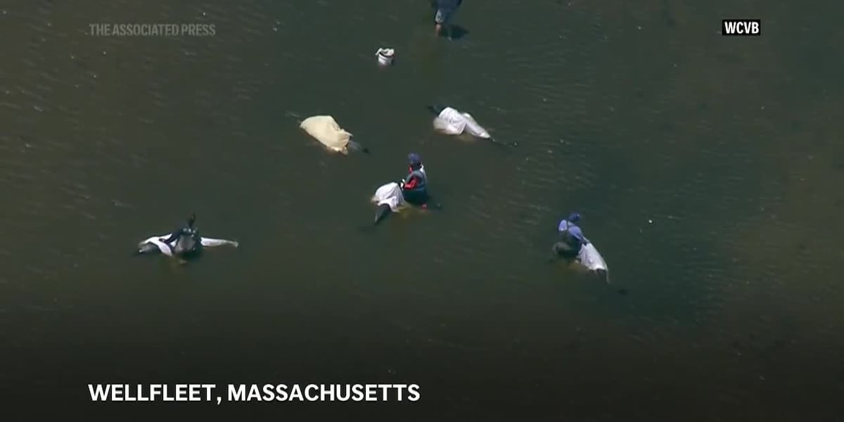 Animal rescuers try to keep dozens of dolphins away from Cape Cod shallows after mass stranding [Video]