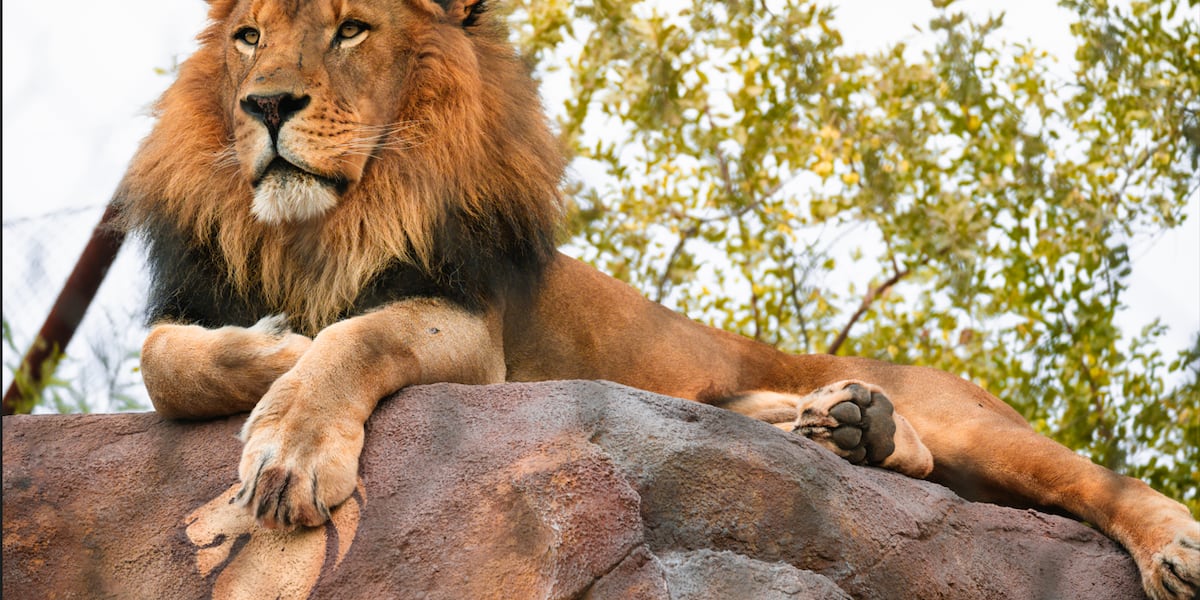 Beloved African lion at Phoenix Zoo dies after cancer battle [Video]
