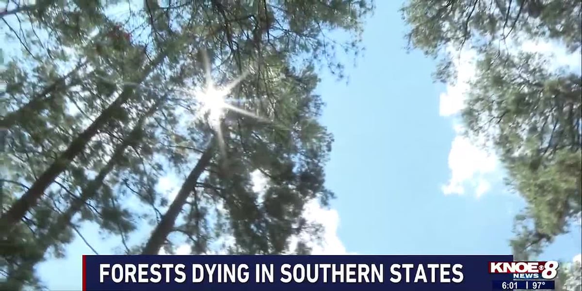 Forests dying in southern states [Video]