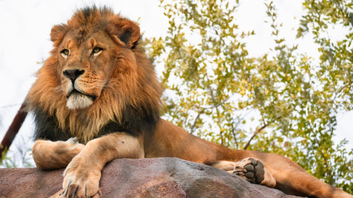 Lion in Arizona zoo euthanized after cancer diagnosis [Video]