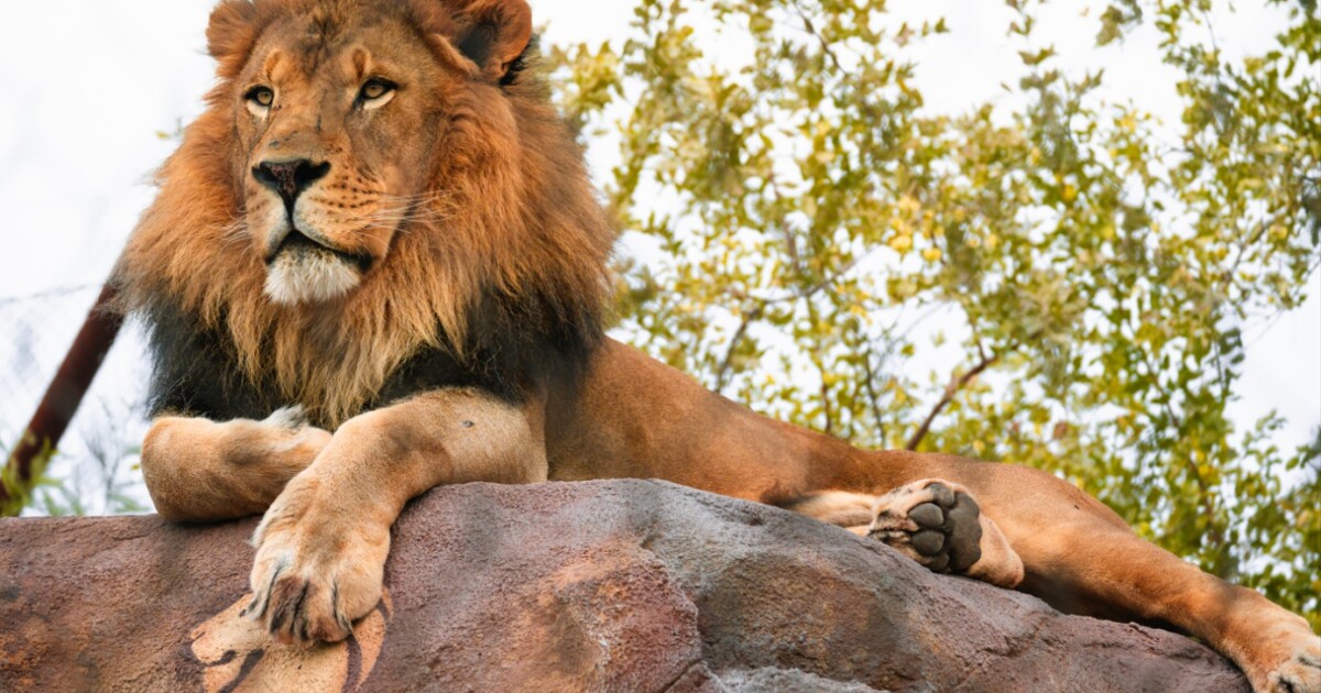 US zoo mourns loss of African lion Boboo [Video]