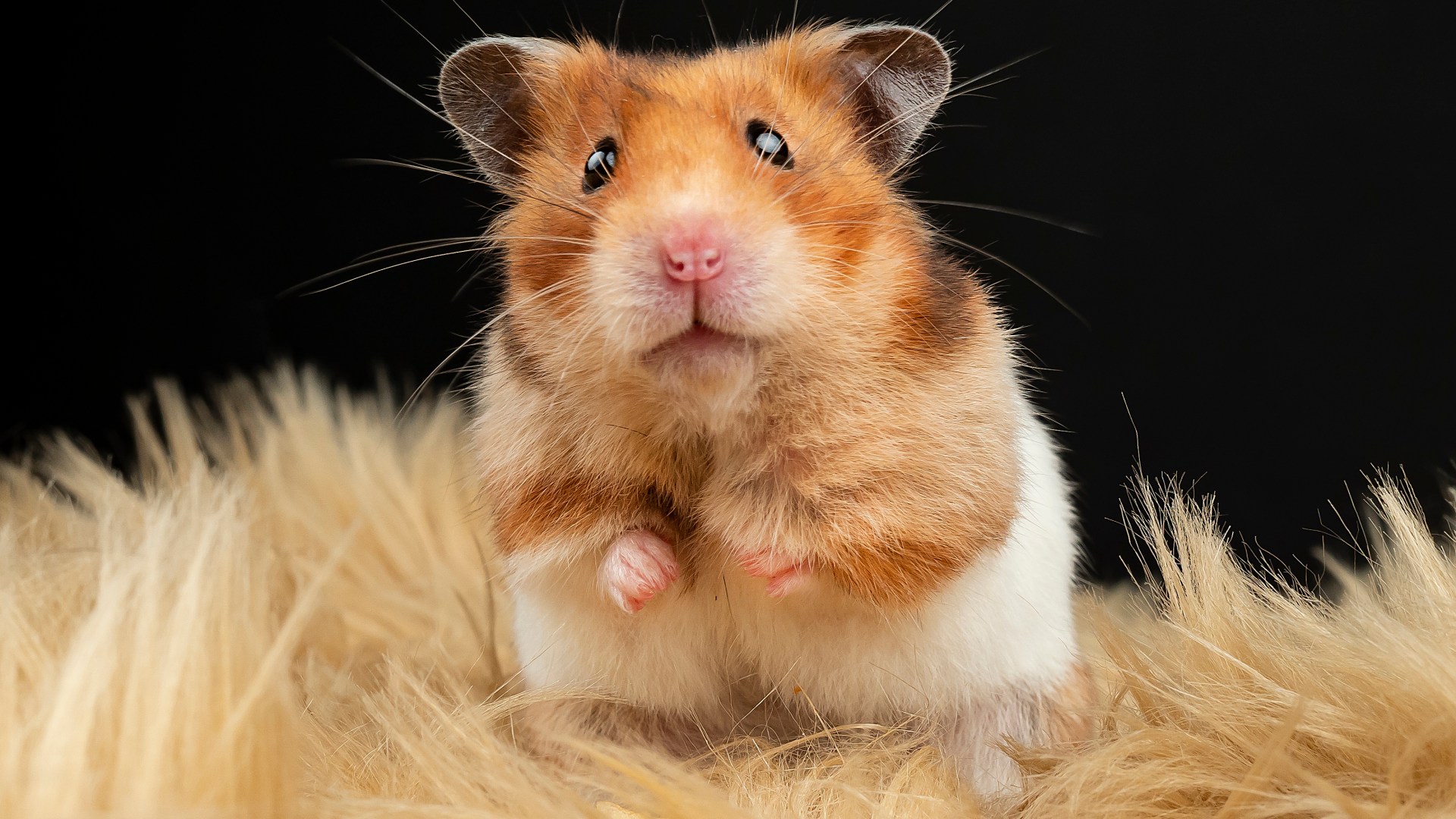 From a hamster with skin problems to a pooch with wind – your pet queries answered [Video]