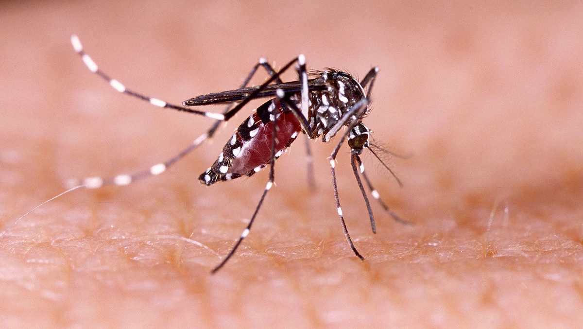 What to know about dengue as CDC warns of rising risk in US [Video]