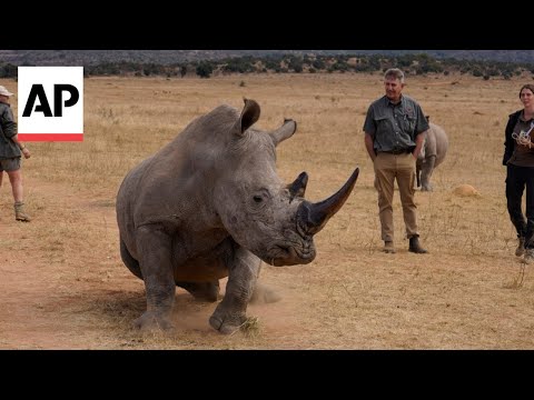 South African researchers test use of nuclear technology to curb rhino poaching [Video]