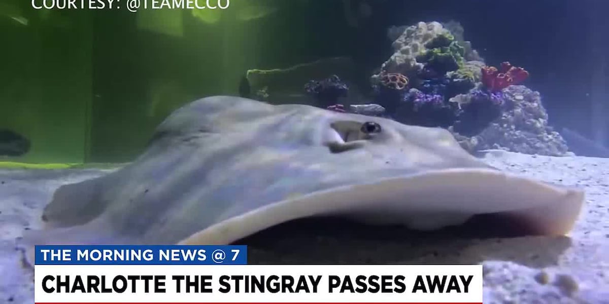 Aquarium announces passing of viral stingray [Video]
