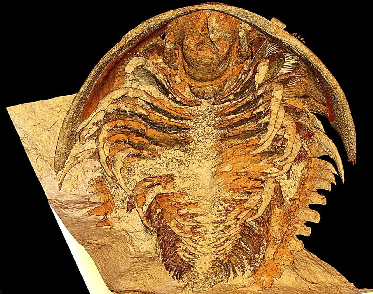 Trilobite treasures: exquisite fossils are remarkably well preserved [Video]