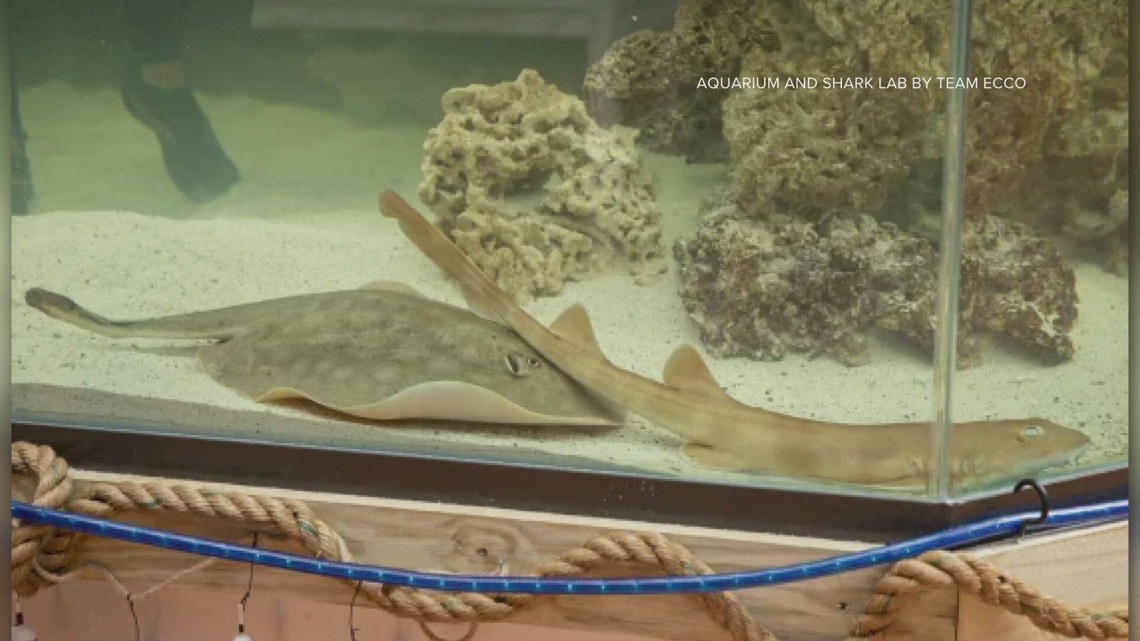 Charlotte the Stingray: Aquarium confirms Charlotte has died [Video]