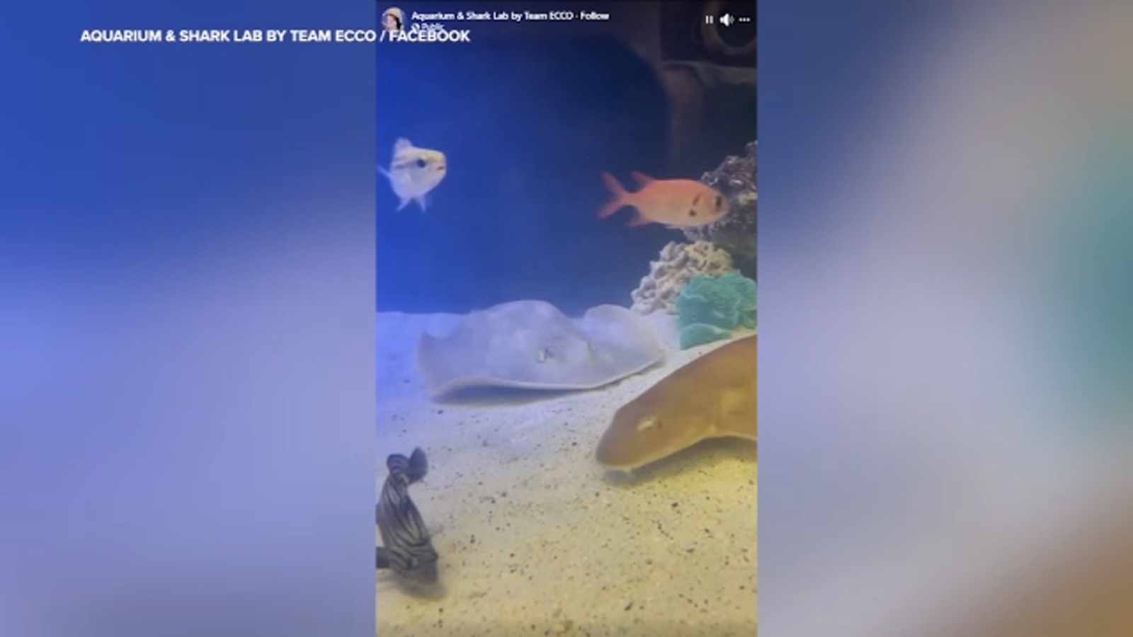 Charlotte the stingray dies after developing rare reproductive disease, aquarium says [Video]