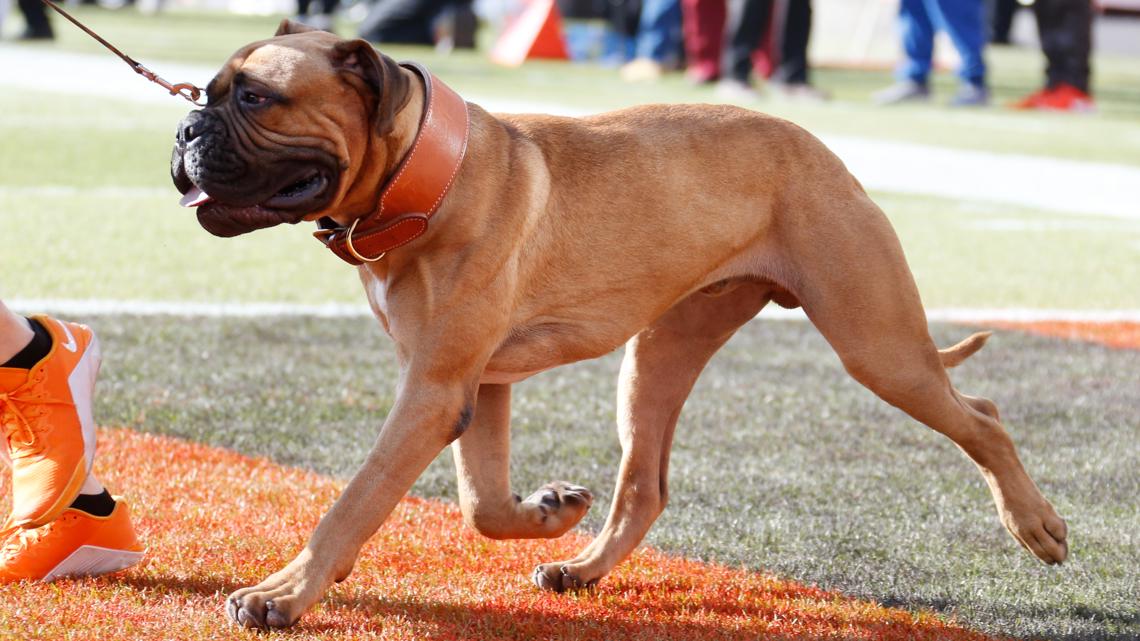 Cleveland Browns mourn death of mascot SJ [Video]