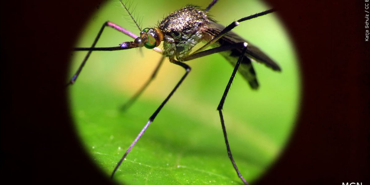 West Nile Virus detected in Peoria County mosquito sample [Video]