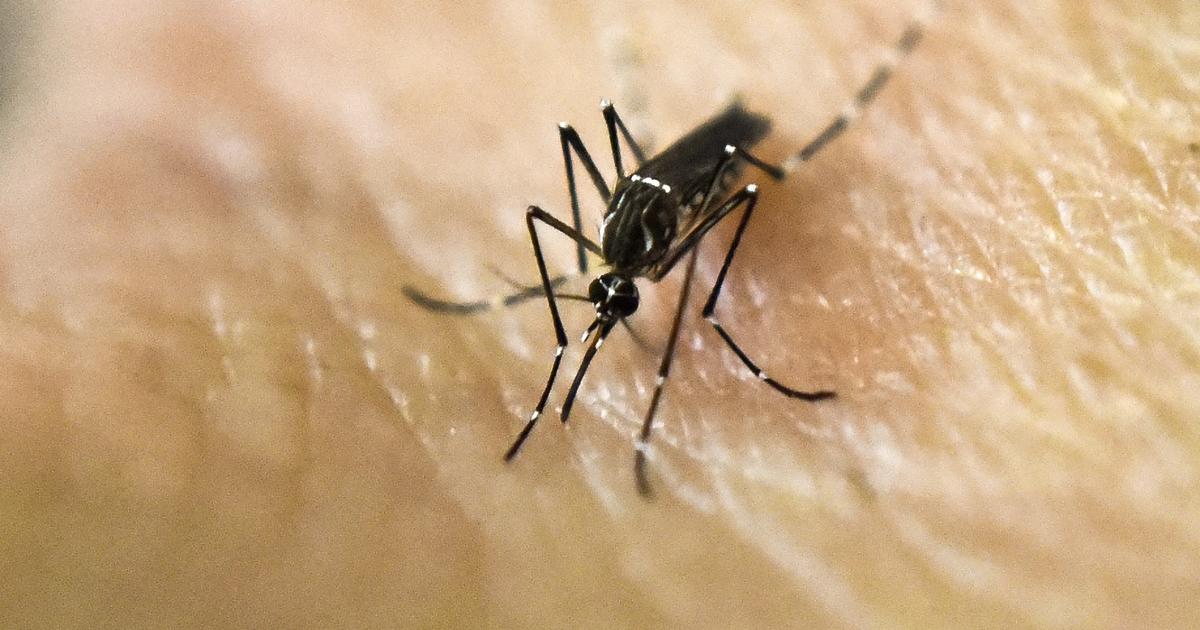 Dengue fever alert issued in Florida Keys after confirmed cases [Video]