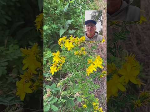 St. John’s Wort Plant Medicine 🌿#diy [Video]