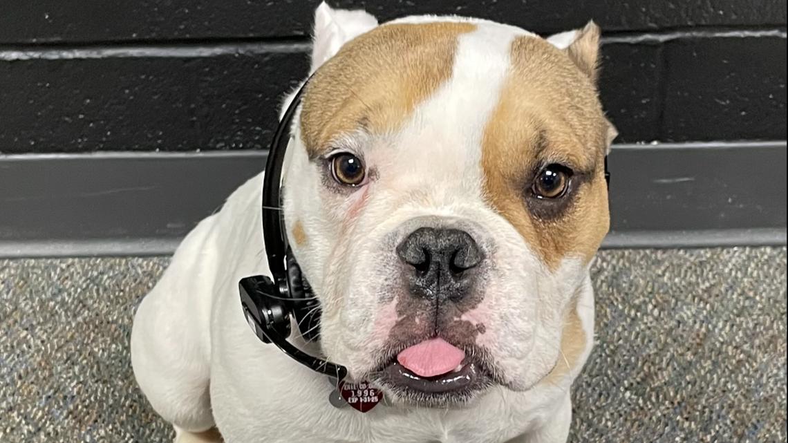 Meet Bolo, the therapy dog for Erie County dispatchers [Video]