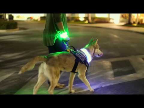 US Homeland Security Wants to Outfit Its Dogs with Wearable Tech [Video]