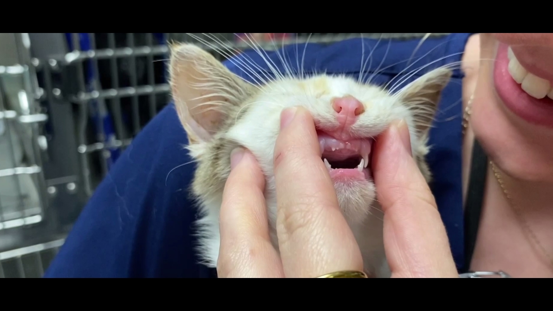 Pet dental care crucial for health, says Dr. Menke at CVETS [Video]