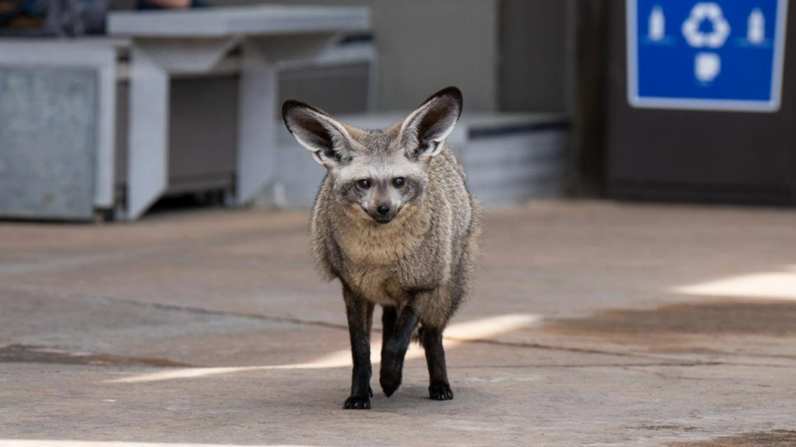Columbus Zoos bat-eared fox, Bruce, passes away [Video]