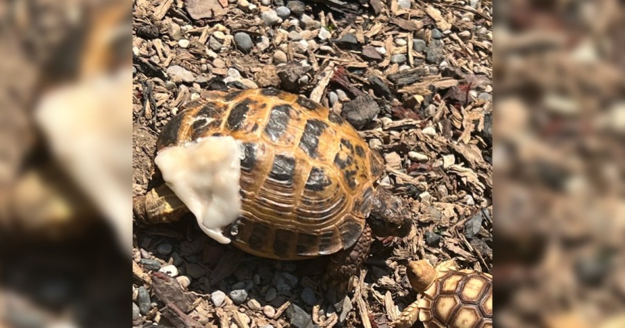 Companion tortoise missing from Seven Hills home [Video]